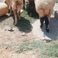 بازدید حمیدیه