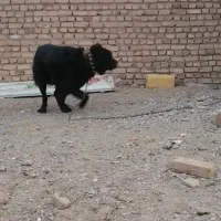 واگذاری لاس قهدرجونی