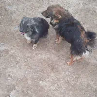 یک جفت سگ پاکوتا