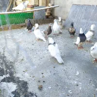 کبوتر