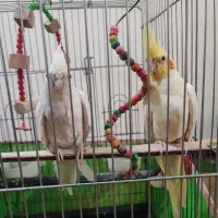 فروش دو عدد عروس هلندی