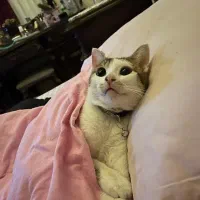 تیله پسر مهربون