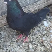 زاغ کاکلی نقش