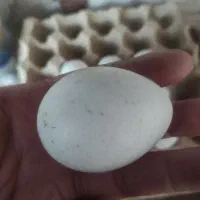 تخم نطفه دار بوقلمون