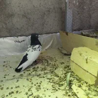 کبوتر سینه سیاه