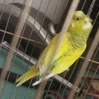 دوتا مرغ عشق ماده