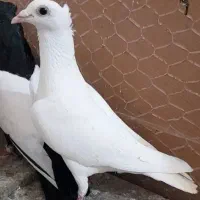 کبوتر کاکلی