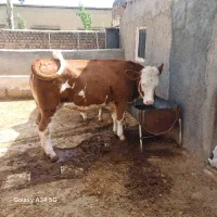 گوساله