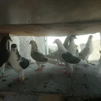 ۸ عدد کبوتر پرشی جوان بشرط