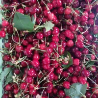گیلاس زود رس نوبرانه کیلو ۱۶۰