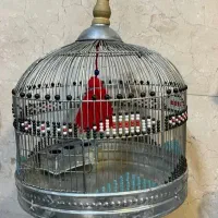 پرنده