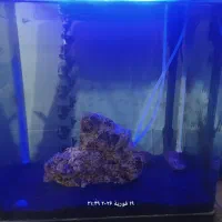 اکواریوم شیشه خم  شرکتی