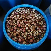 ترشی گل سیر