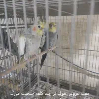 عروس هلندی