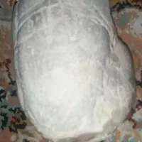 سنگ طبیعی مشکوک به فسیل