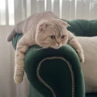 اسکاتیش بریتیش نر و ماده جفت بالغ