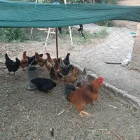مرغ و خروس ۴ ماهه
