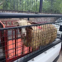 گوسفند تازه با ارسال و کشتار رایگان