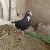 کود کفتری