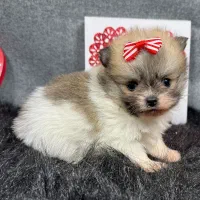 سگهایه پامر۲ماهه خرسی‌سایز0‌ رایگان واگذاری