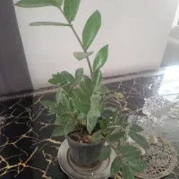 گل و گلدون