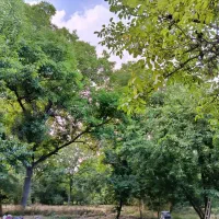 باغ فروشی روستای زوارم ب متراژ هفتصد متر مربع