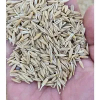 جو دیمه