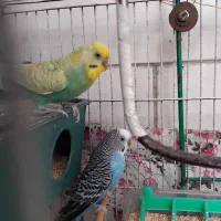 یه جفت مرغ عشق با قفس