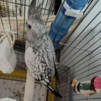 ایزابل ماده بینظیر
