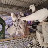 کبوتر|پرنده|قم, چهار مردان|دیوار