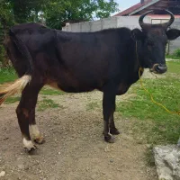 گاو چالوسی جوان لیشه گوساله ماده