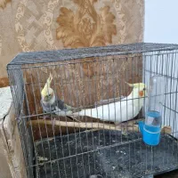 عروس هنلدی جفت با جوجه و قفس