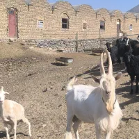 نر بز سانن