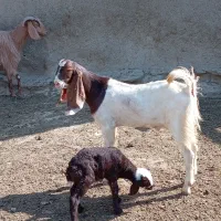 بزغاله نر پاکستانی
