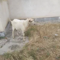 نر بز سانن