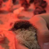 جوجه گلپایگان اصل