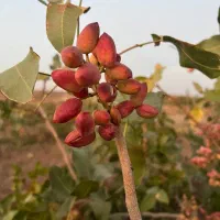 سرمایه-گذاری-بزرگ-با-سرمایه-اندک-فرصت-محدود