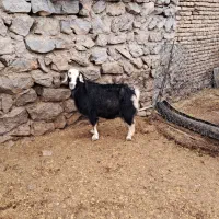 بز‌چاق|حیوانات مزرعه|نورآباد, |دیوار