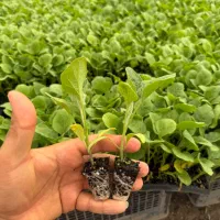 نشا بادمجان ارلن گالین فلفل تند میناکش