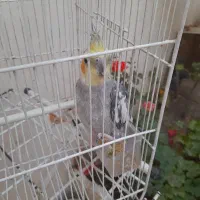 عروس هلندی