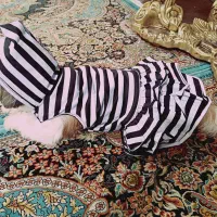 گمشده سگ قهوهای سفید