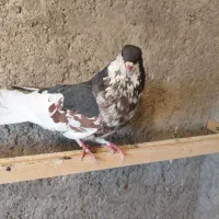 کبوتر طاقی نر افشون