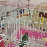 یک جفت فنچ گلدین مولد