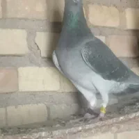 سلام نر 3بار 6پربازرگان نشسته
