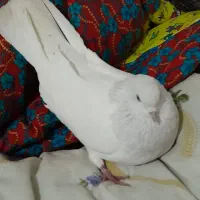 کبوتر|پرنده|تبریز, |دیوار