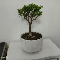 بنسای کهنسال کراسولاخرفه‌ای۱۰ ساله باگلدان سرامیکی