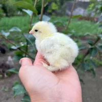 یک عدد مرغ به همراه ۳۰تا جوجه