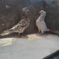 عروسک