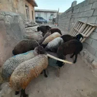 بره|حیوانات مزرعه|کوهدشت, |دیوار
