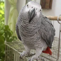 کاسکو درجه یک